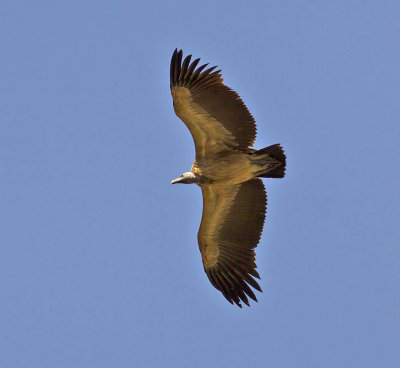 Indian Vulture