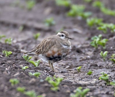 Dotterel