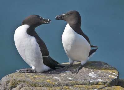 Razorbills