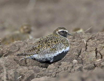 Golden Plover