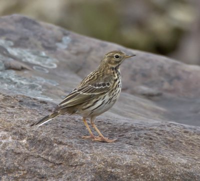 Meadow Pipit