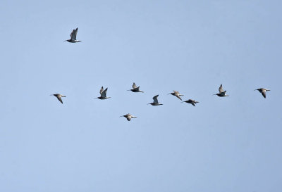 Whimbrel