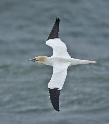 Gannet