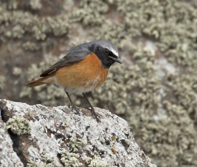 Redstart