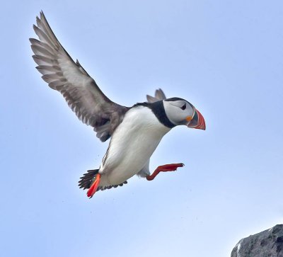 Puffin