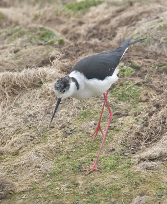 Black-winged Stilt