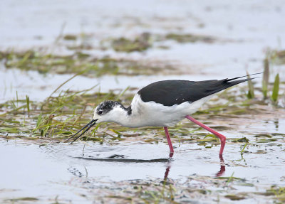 Black-winged Stilt