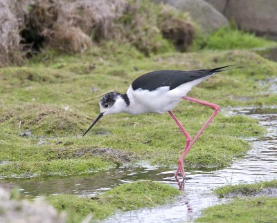 Black-winged Stilt