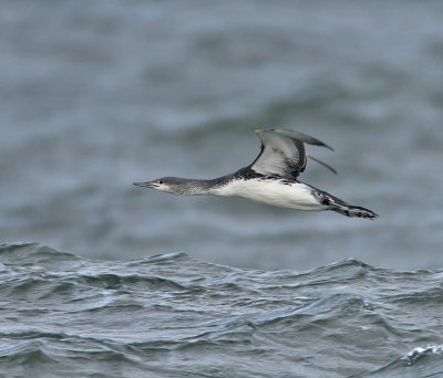 Red-throated Diver (1st winter)