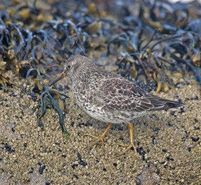 Purple Sandpiper (breeding plumage)