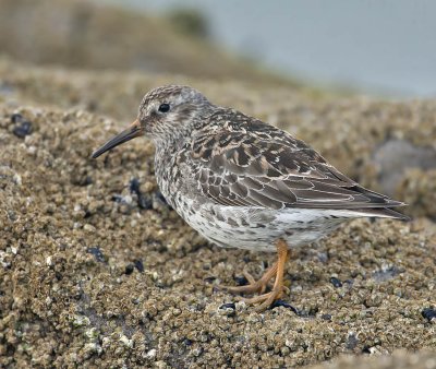 Purple Sandpiper (breeding plumage)