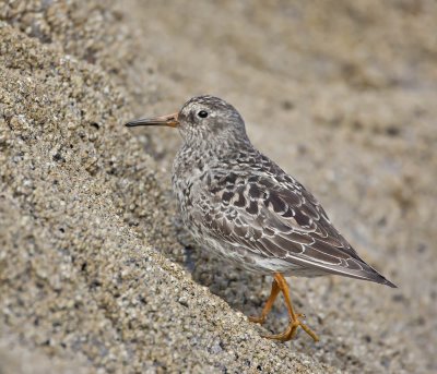 Purple Sandpiper (breeding plumage)