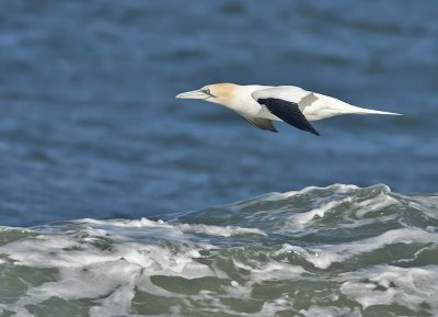 Gannet