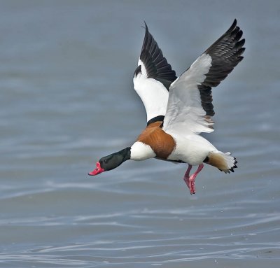 Shelduck (drake)