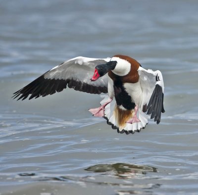 Shelduck (drake)