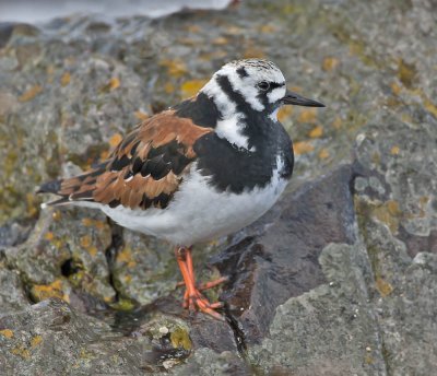 Turnstone