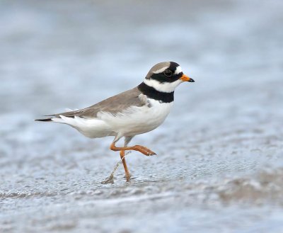 Ringed Plover