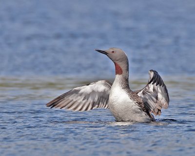 Red-throated Diver