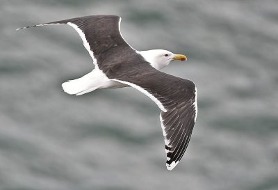 Great Black-backed Gull