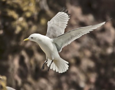 Kittiwake
