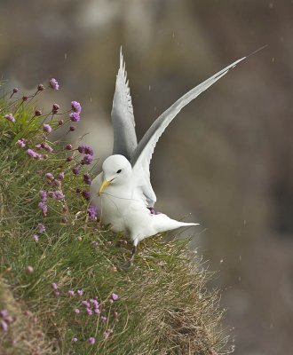 Kittiwake