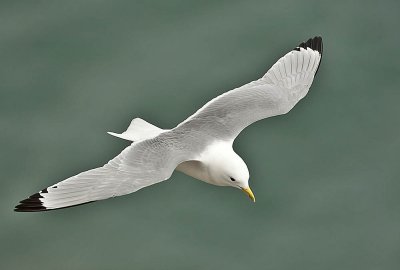 Kittiwake