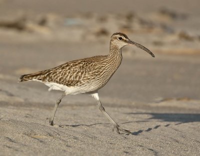 Whimbrel