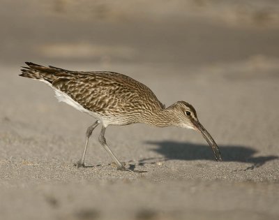 Whimbrel