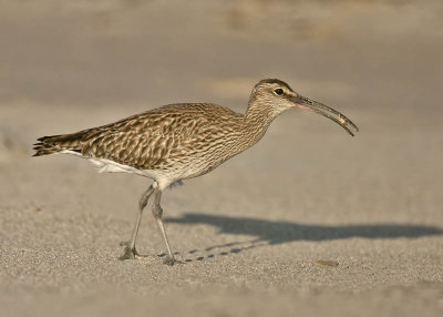 Whimbrel