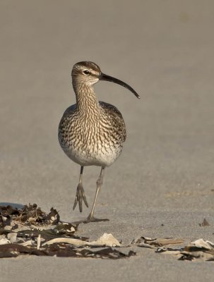 Whimbrel