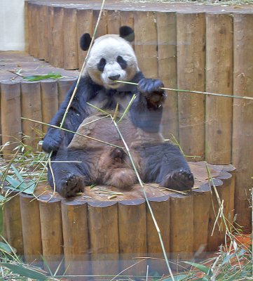 Panda