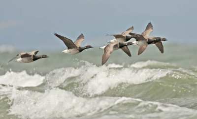 Pale-bellied Brent