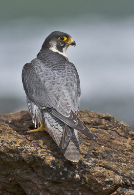 Peregrine