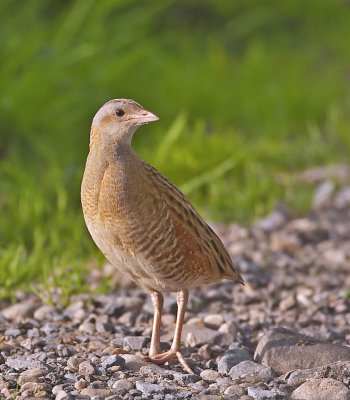 Corncrake