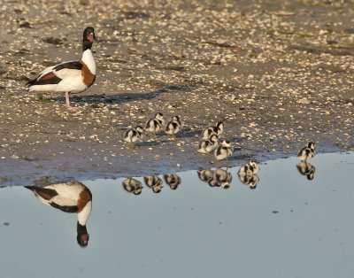 Shelduck