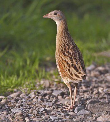 Corncrake