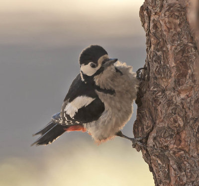 Great-spotted Woodpecker (canariensis)