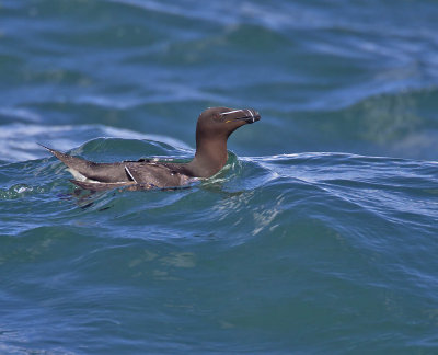 Razorbill