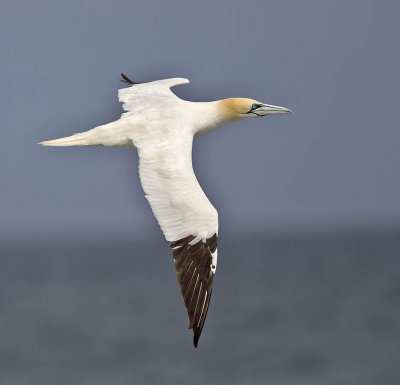 Gannet