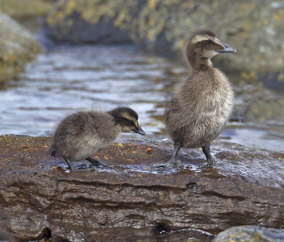 Eider ducklings (from different broods)