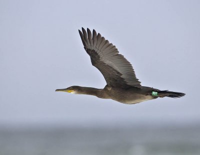 Shag (1st s)