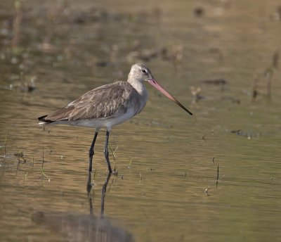 Black-tailed Godwit