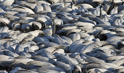 Demoiselle Cranes