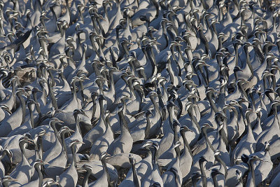 Demoiselle Cranes