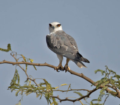 Black-shouldered Kite