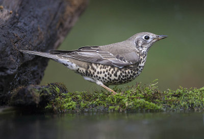 Mistle Thrush