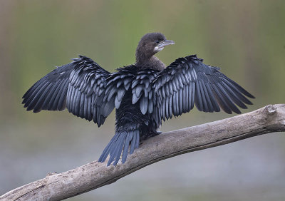 Pygmy Cormorant