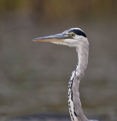 Grey Heron