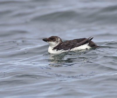 Razorbill (1st w)