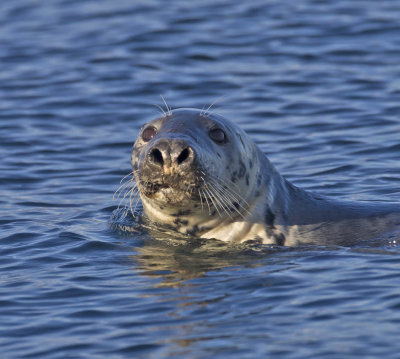 Grey Seal 